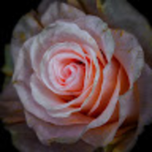 Meet your Posher, Shayna - Picture 1 of 1